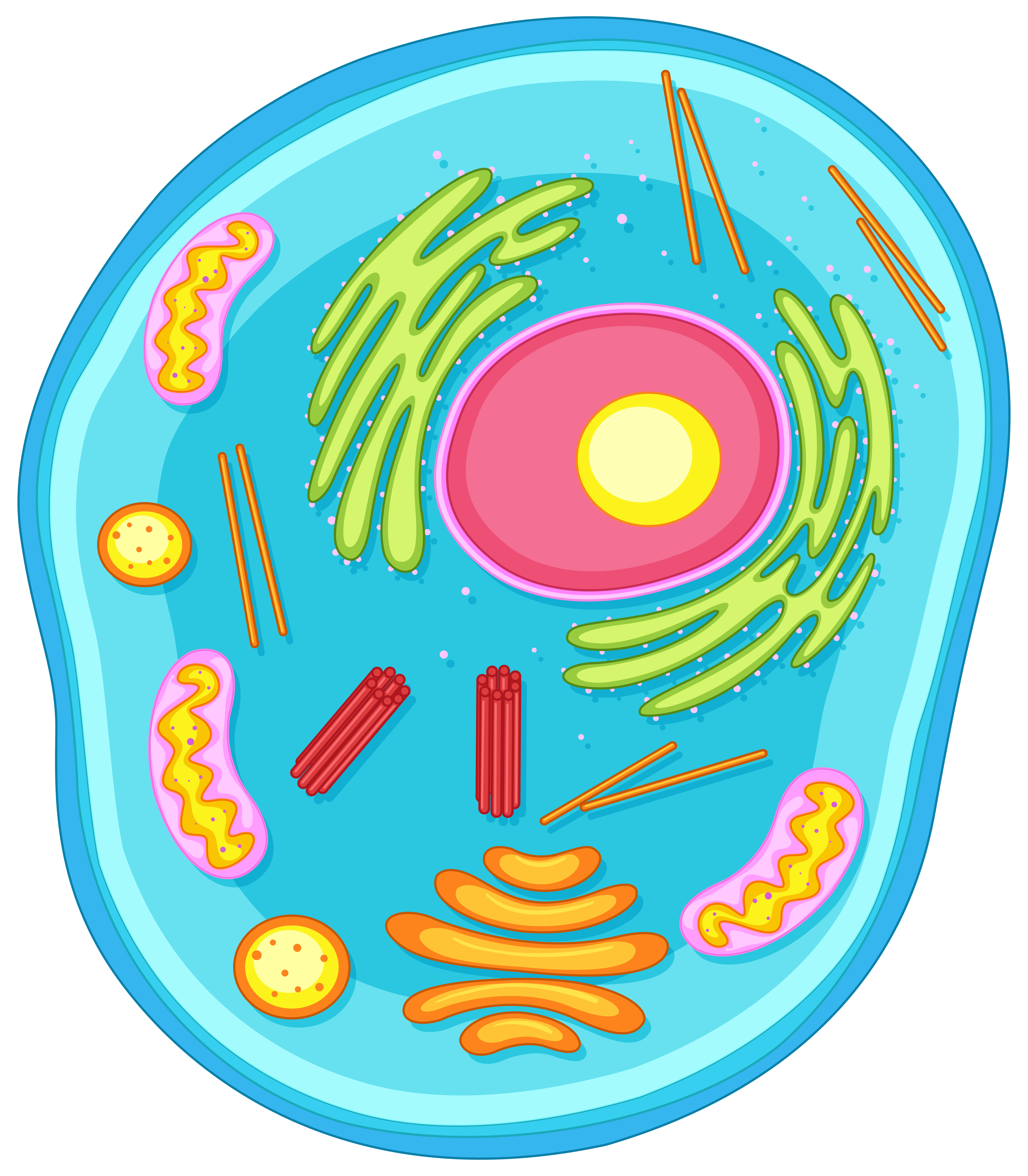 Animal cell diagram in colors 20 Vector Art at Vecteezy
