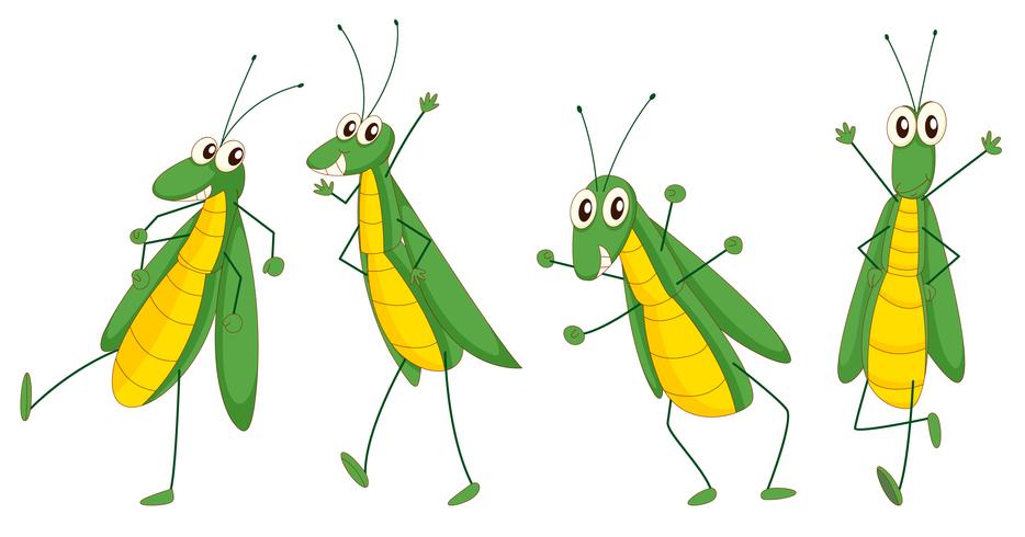 grasshoppers vector