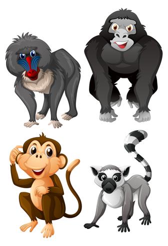 Four types of monkeys on white background vector