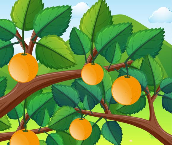 Oranges on the tree vector