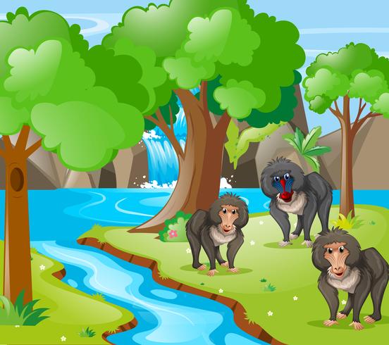 Monos babuinos en el bosque vector