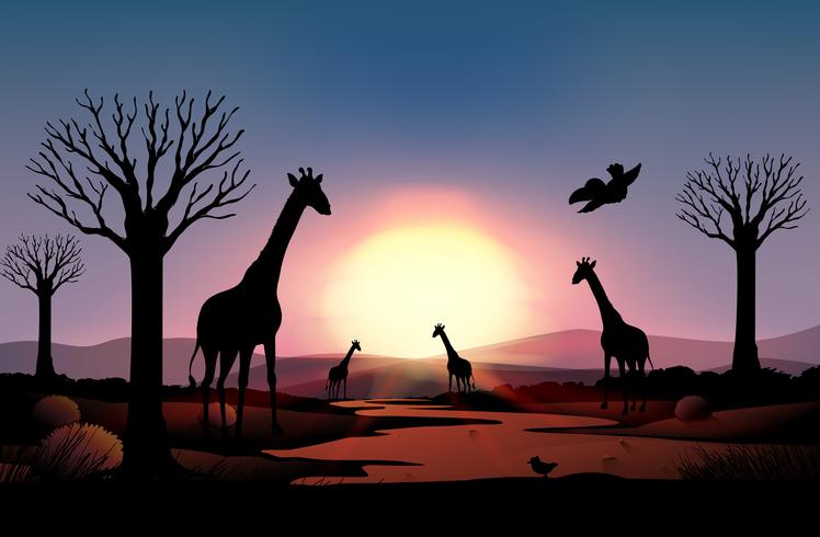 Background scene with silhouette giraffe in the field vector