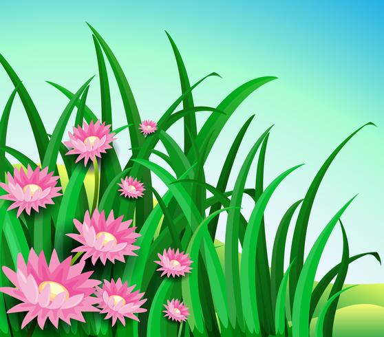 A garden with daisy flowers vector