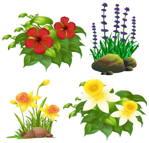 Different types of tropical flowers vector