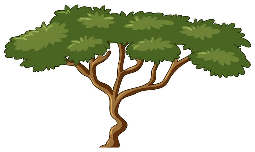 Tree with green leaves vector