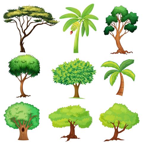 Various trees vector