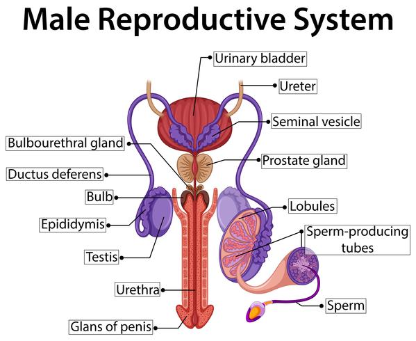 Gráfico que muestra el sistema reproductor masculino vector