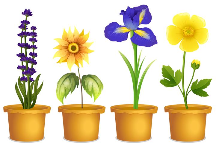 Different types of flowers in pots vector