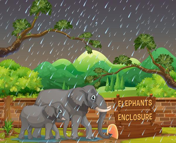 Zoo scene with elephants in rainy day vector