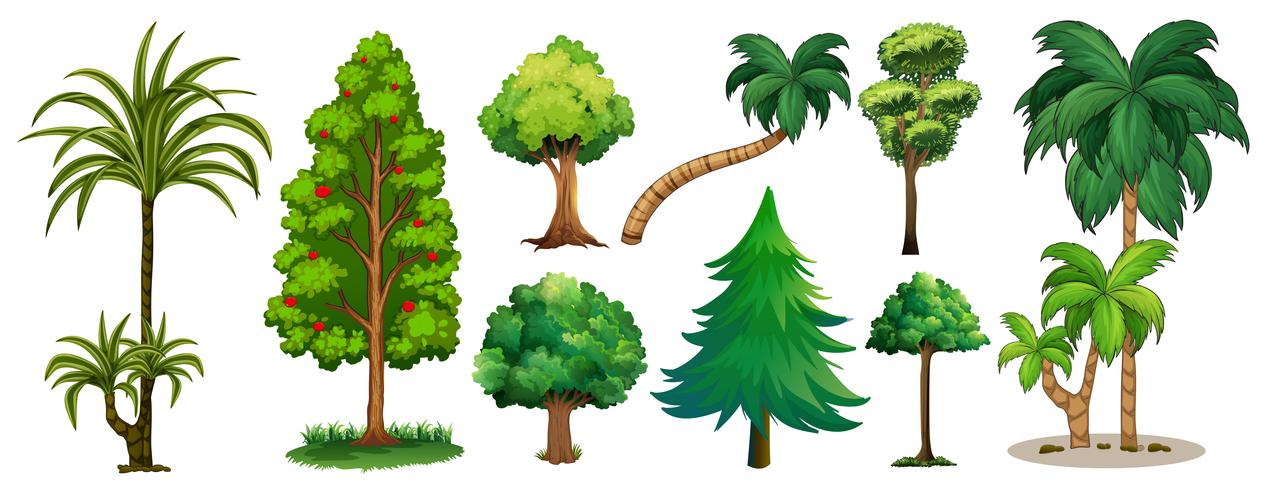 Different types of trees vector