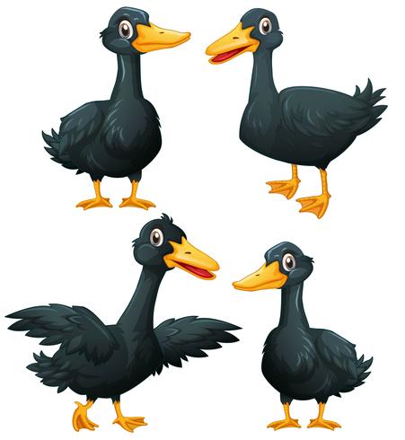 Patos negros en cuatro acciones. vector