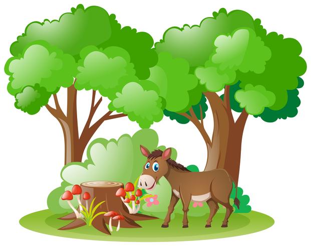 Donkey living in the forest