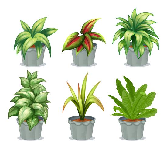 Plantas de hojas verdes vector