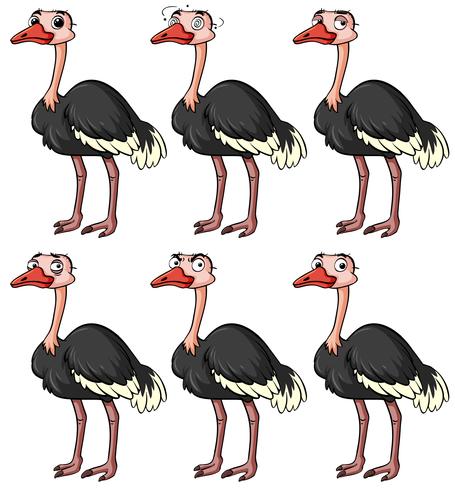 Ostrich with different facial expressions vector