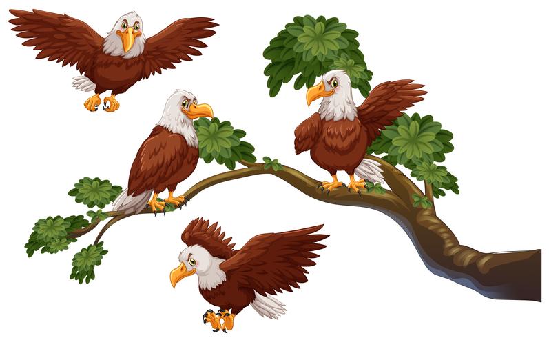 Four eagles on the branch vector