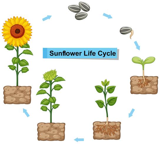 Diagrama que muestra el ciclo de vida del girasol. vector