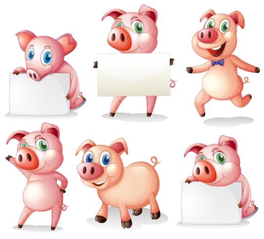 Pigs with empty signboards vector