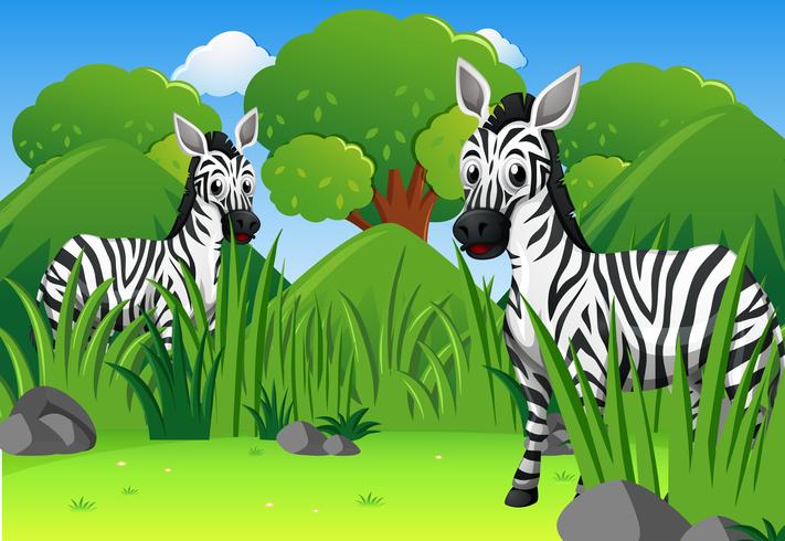 Two wild zebras in forest vector