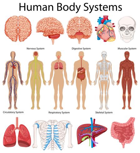 Diagrama que muestra los sistemas del cuerpo humano. vector