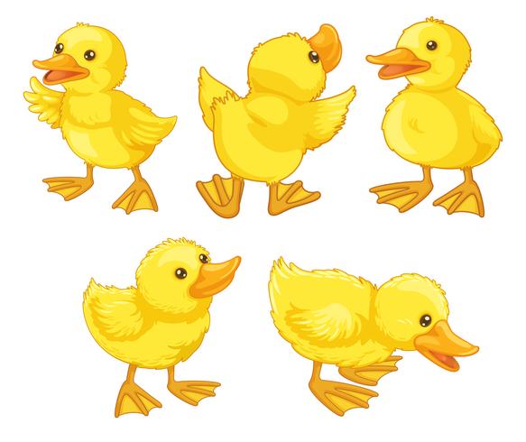 Duckling chicks vector
