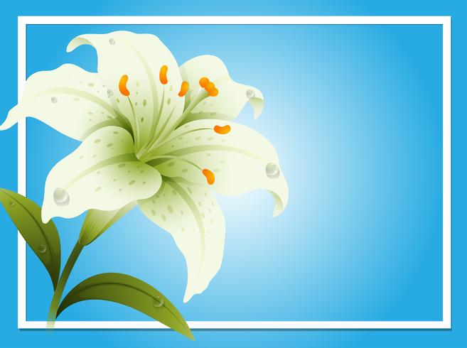 Border template with white lily vector