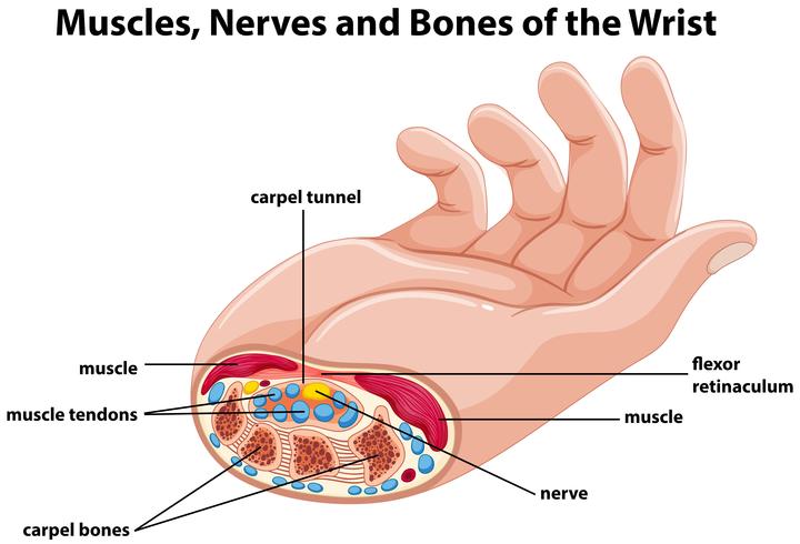 Diagrama que muestra la mano humana con músculos y nervios. vector