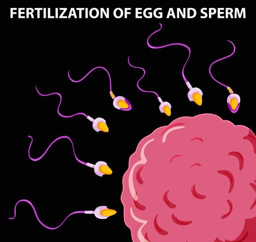 Diagrama que muestra la fertilización de óvulos y espermatozoides vector