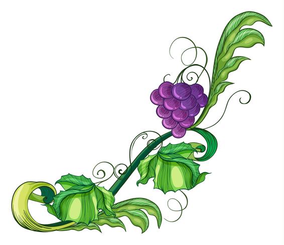 A vine fruit vector