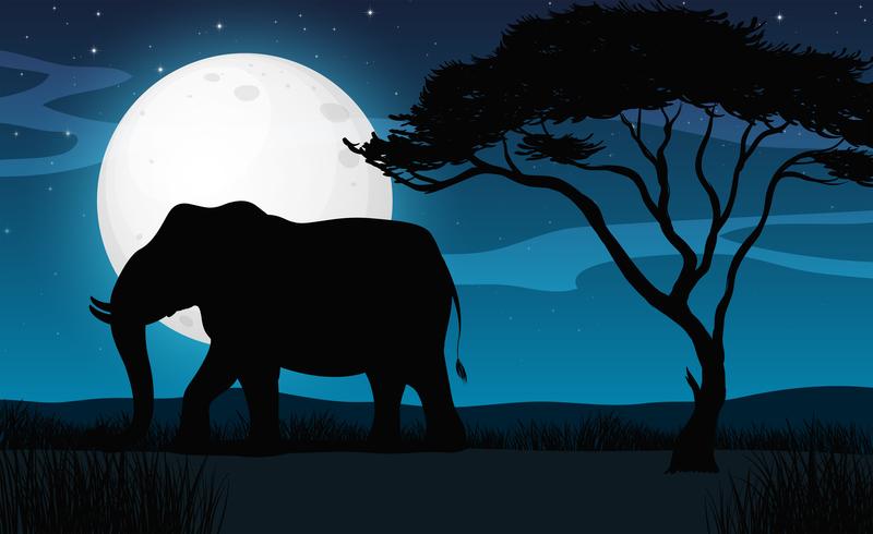 Silhouette Elephant in Savana Night vector