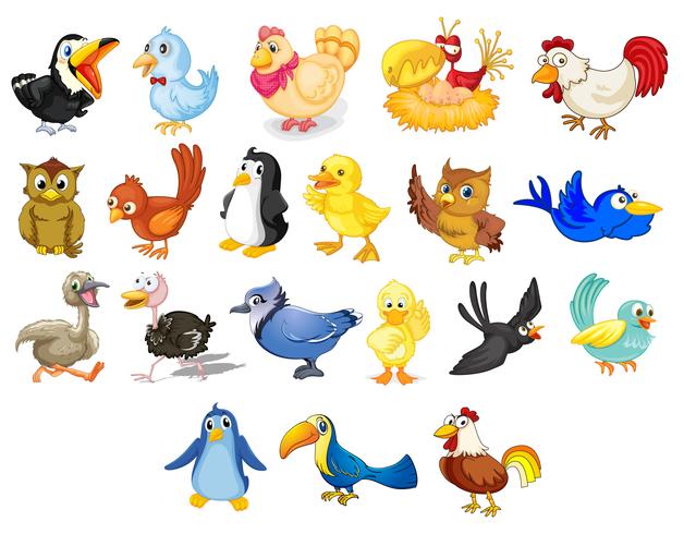 Birds vector