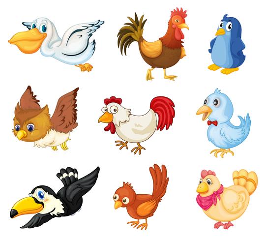 Collection of birds vector