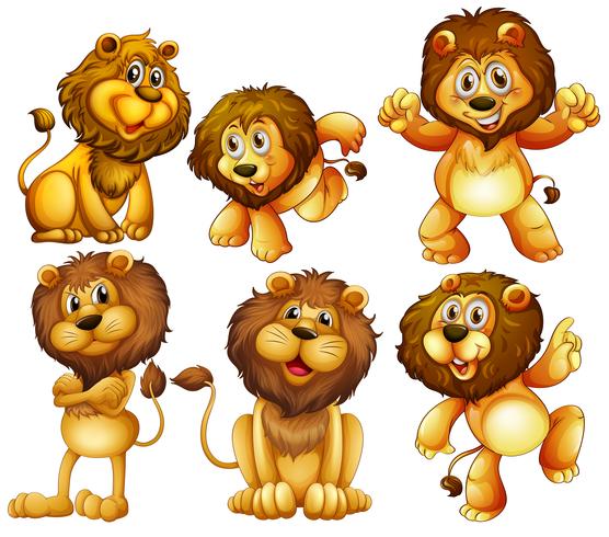 Lion set vector