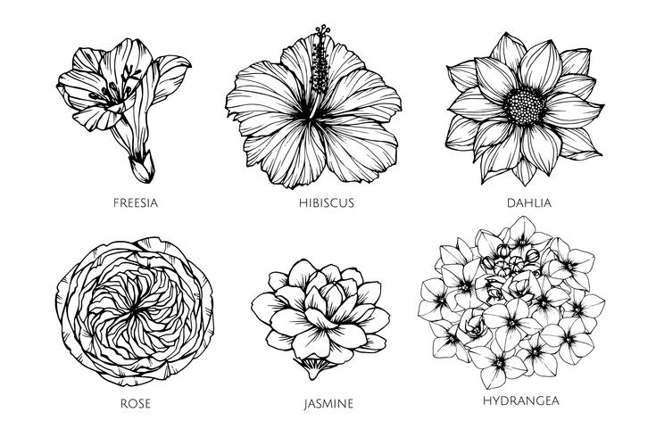 Collection set of flower drawing illustration. vector