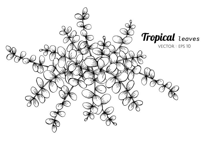Ilustración de dibujo de hojas tropicales. vector
