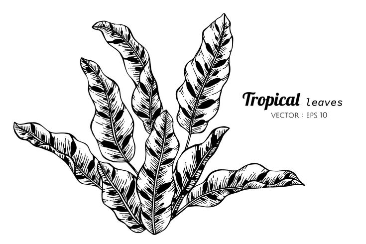 Collection set of Tropical leaves drawing illustration. vector