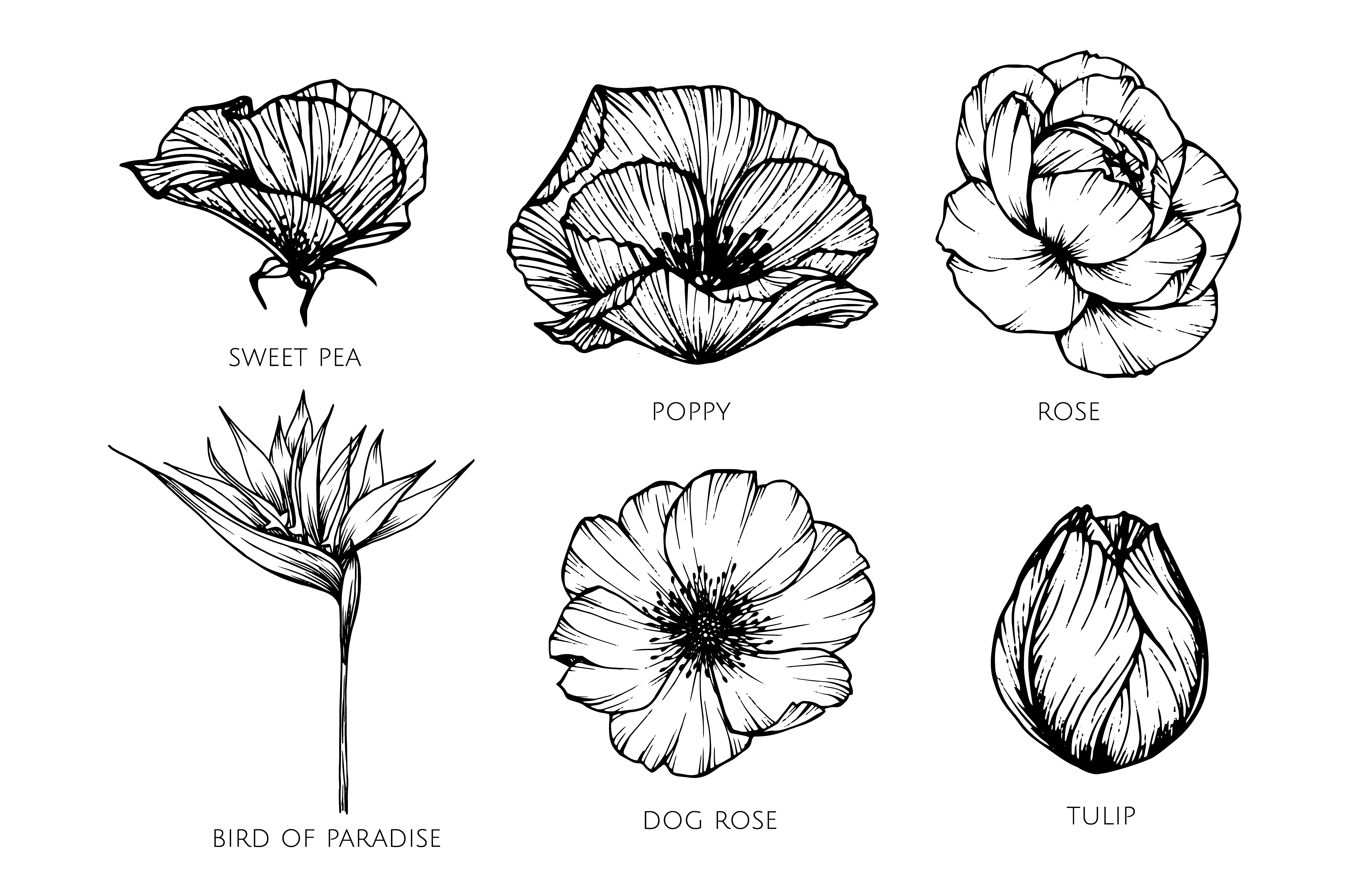 Download Collection set of flower drawing illustration. - Download ...