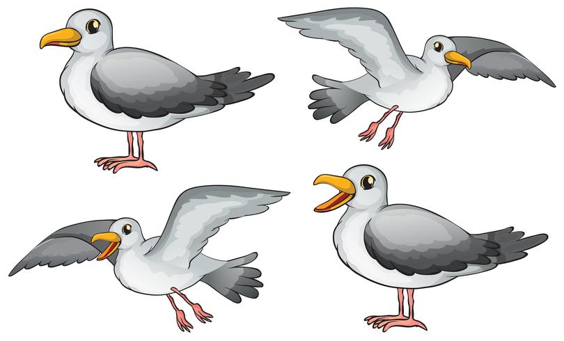 Cuatro pájaros vector