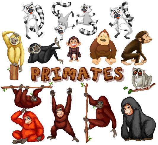 Diferentes tipos de primates vector