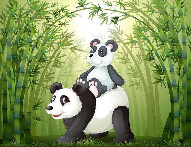 Dos pandas dentro del bosque de bambú. vector