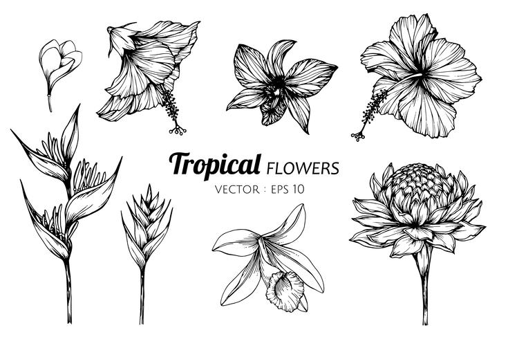 Conjunto de la colección del ejemplo tropical del dibujo de la flor. vector