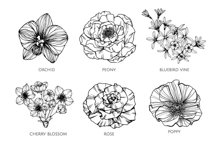 Collection set of flower drawing illustration. vector