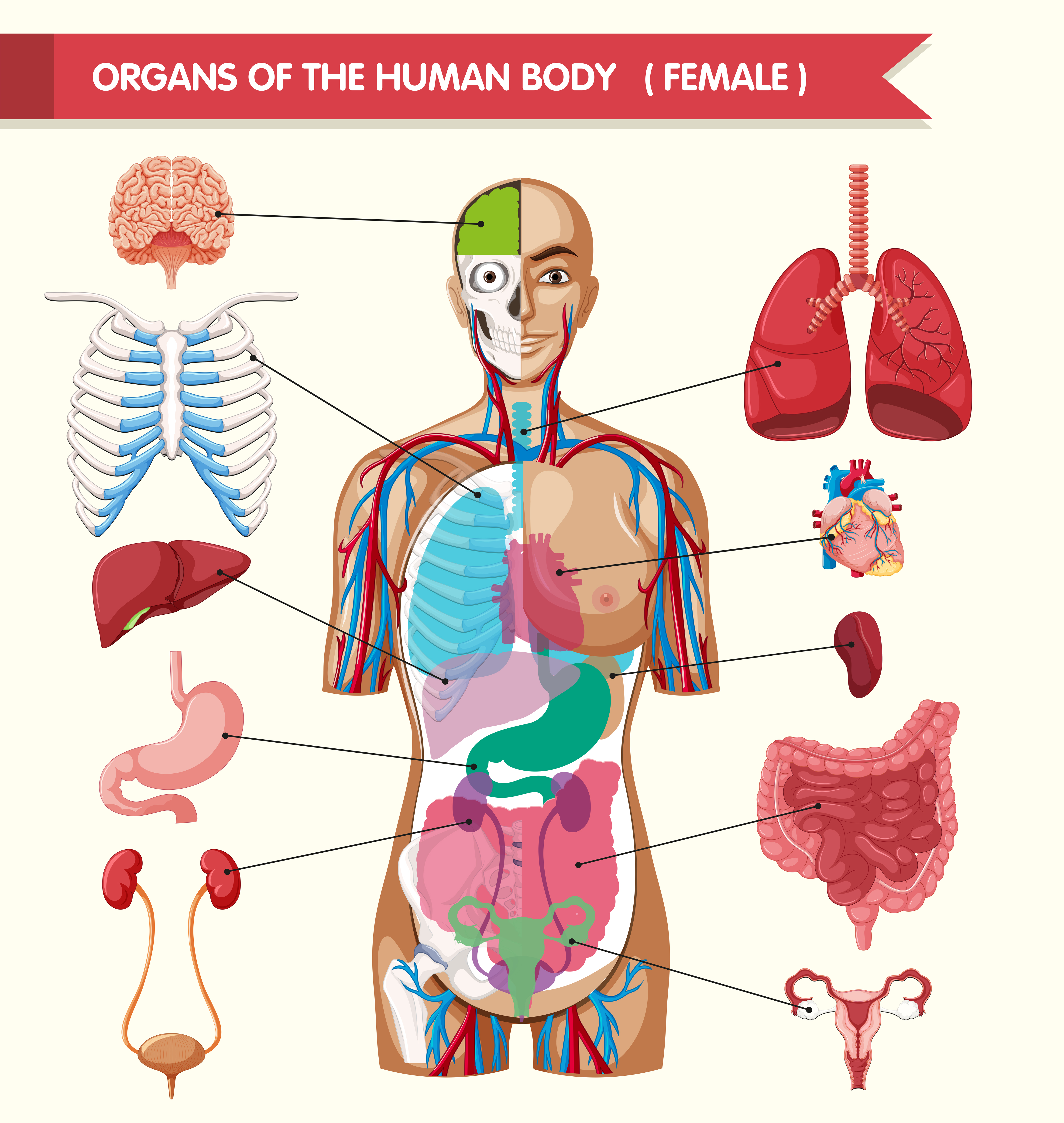 Los órganos Humanos Realistas Establecen La Anatomía Vector Gráfico