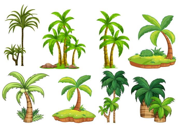 Palm trees vector