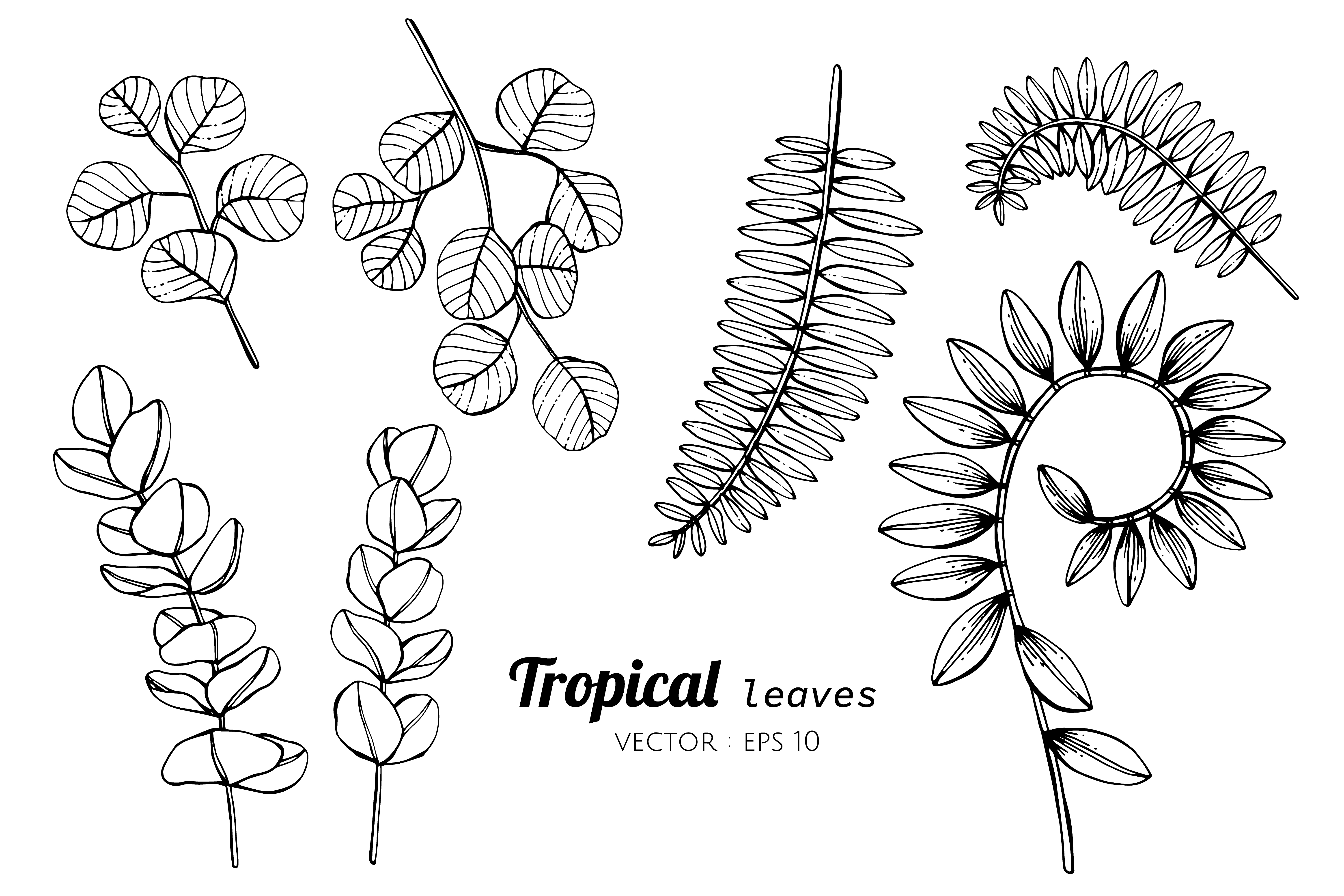 Collection set of Tropical leaves drawing illustration. 416559 Vector