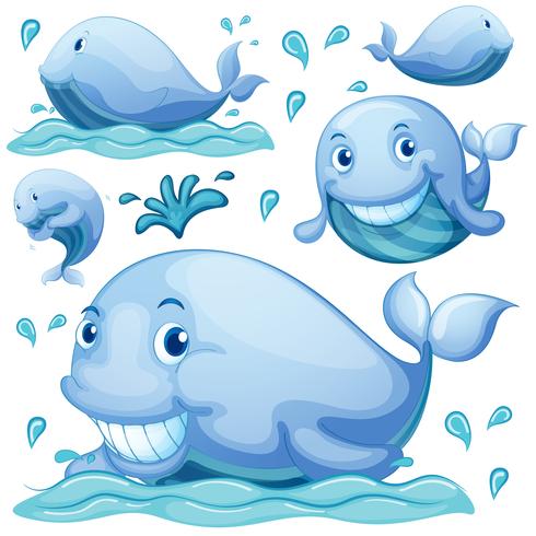 Whale vector