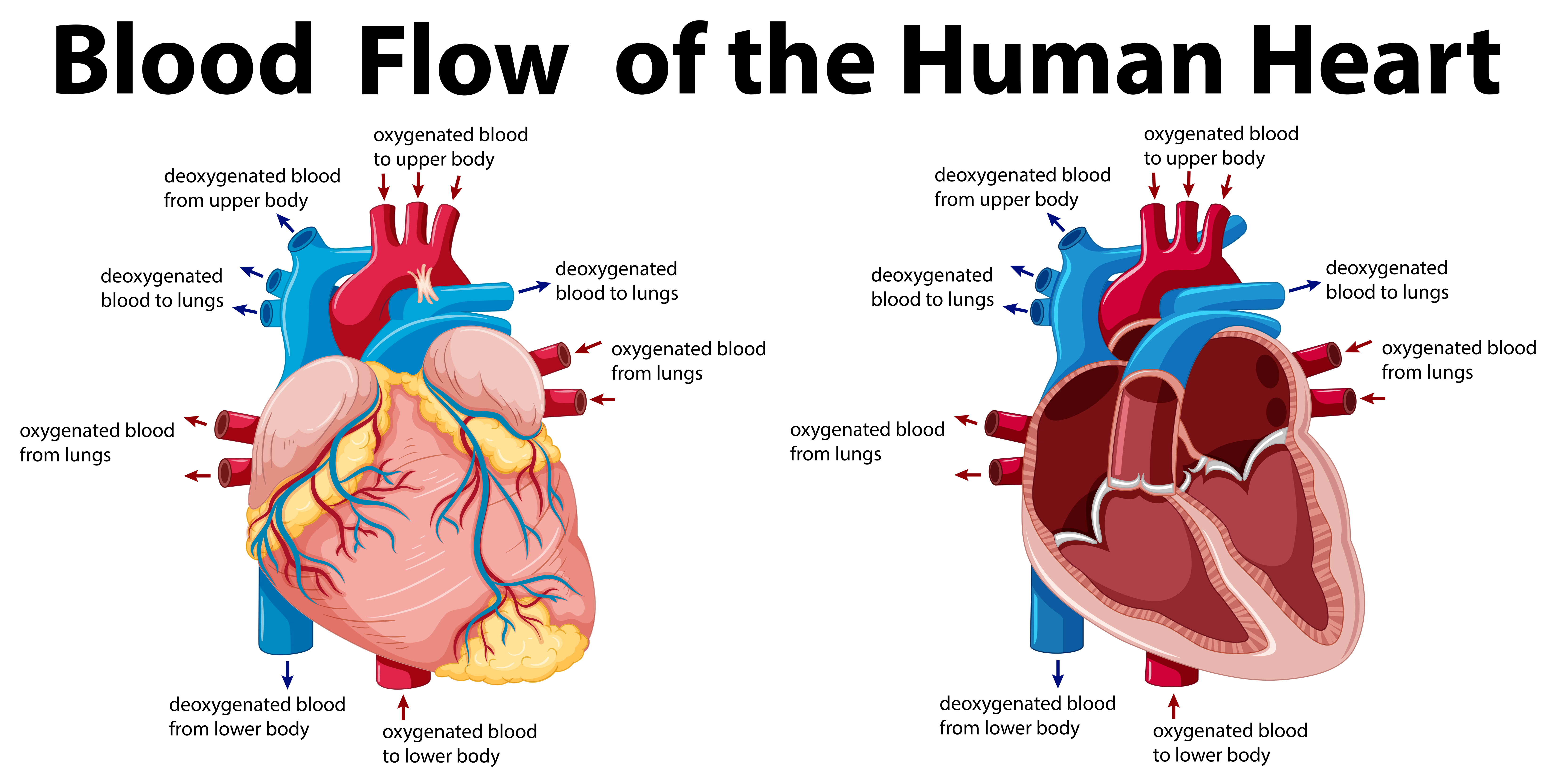 Labeled Diagram Of Blood Flow Through The Heart