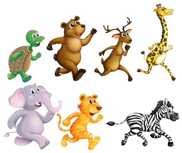 Wild animals running on white background