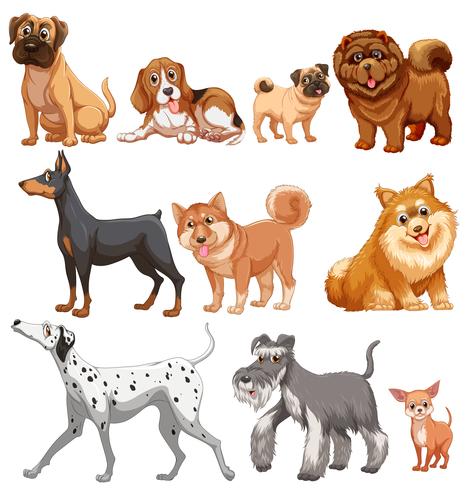 Dogs vector