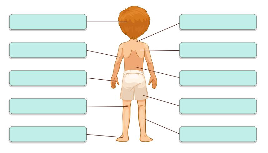 Partes del cuerpo vector