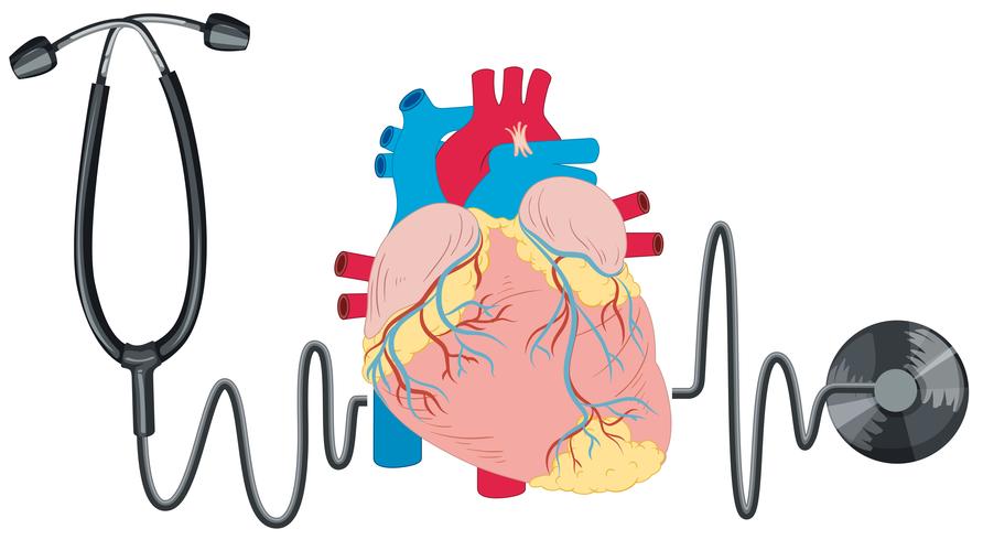 Estetoscopio y corazon humano vector